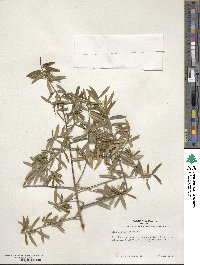 Ilex myrtifolia image