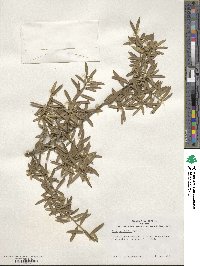 Ilex myrtifolia image