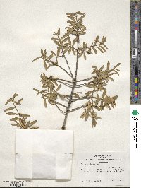 Ilex myrtifolia image