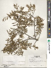 Ilex myrtifolia image