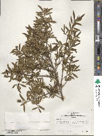 Ilex myrtifolia image