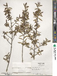 Ilex myrtifolia image