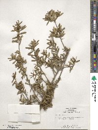 Ilex myrtifolia image