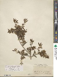 Ilex myrtifolia image