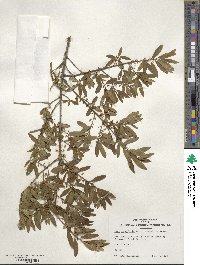 Ilex myrtifolia image