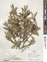 Ilex myrtifolia image