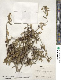 Ilex myrtifolia image