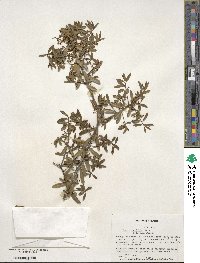 Ilex myrtifolia image