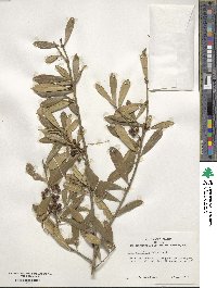 Ilex myrtifolia image