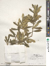 Ilex myrtifolia image