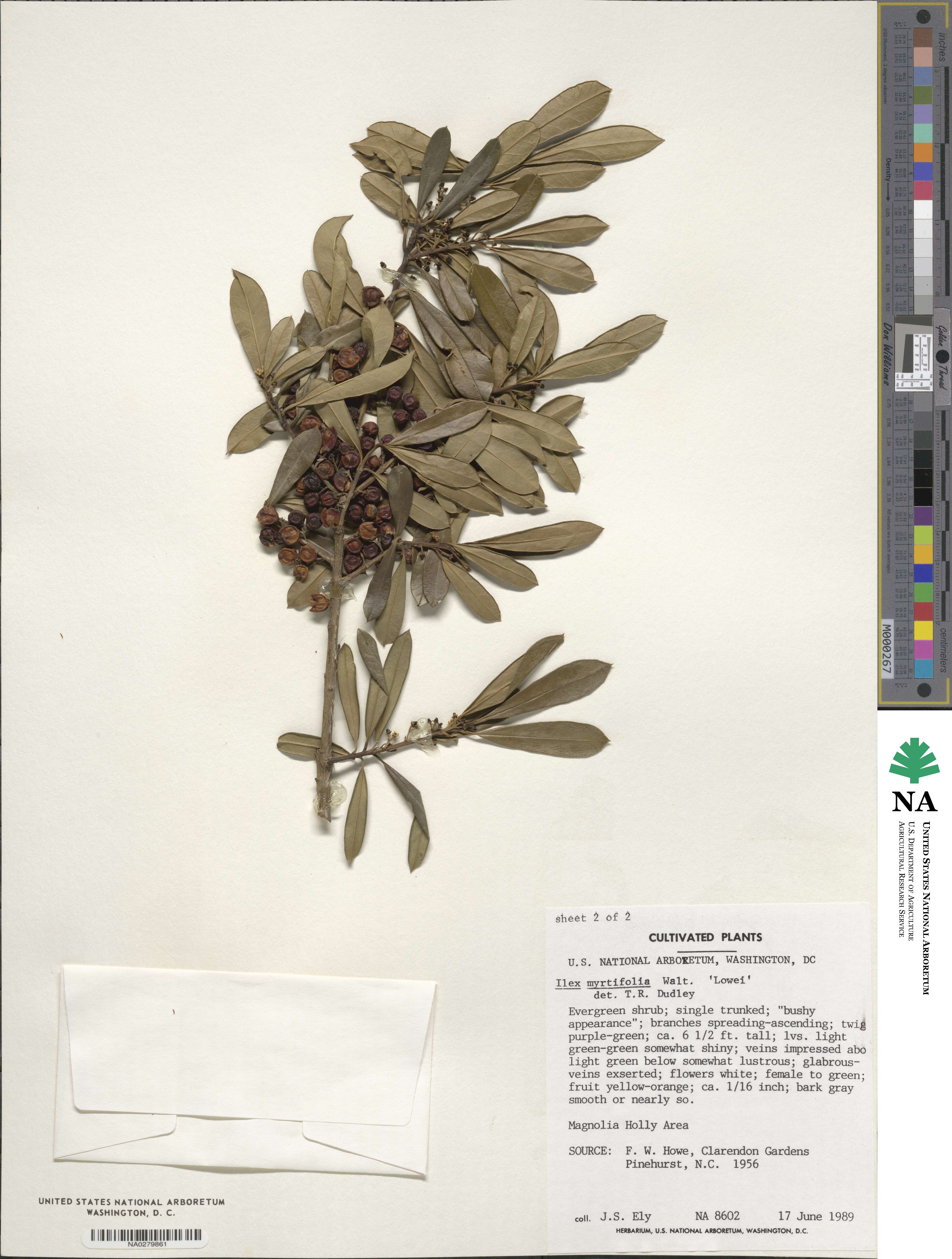 Ilex myrtifolia image