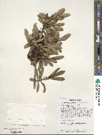 Ilex myrtifolia image