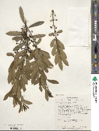 Ilex myrtifolia image