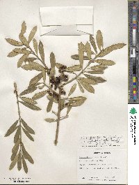 Ilex myrtifolia image