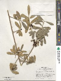 Ilex myrtifolia image