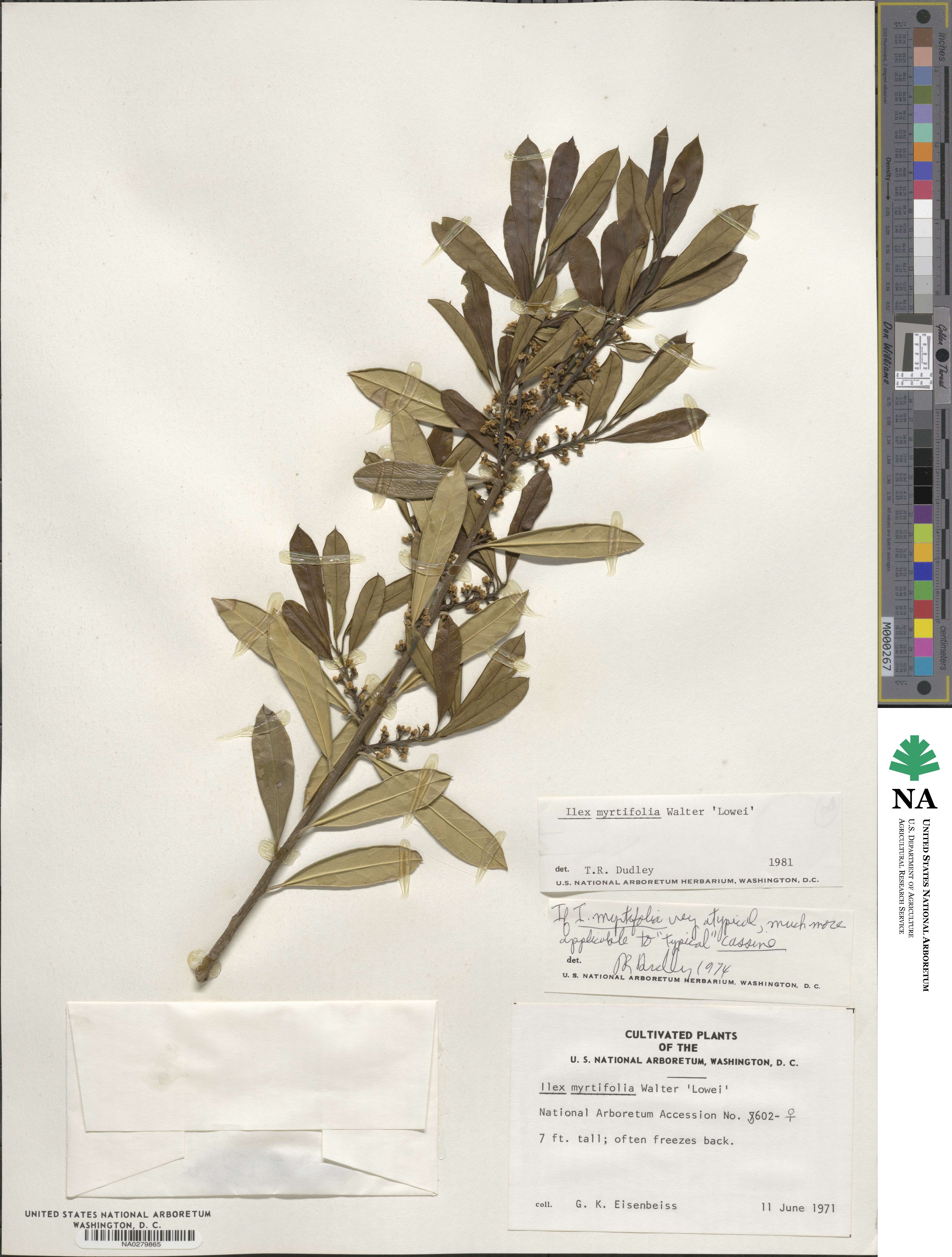 Ilex myrtifolia image