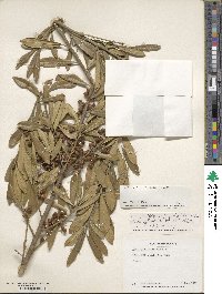 Ilex myrtifolia image