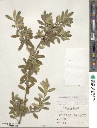 Ilex myrtifolia image