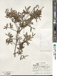 Ilex myrtifolia image