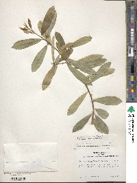 Ilex myrtifolia image