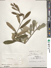 Ilex myrtifolia image