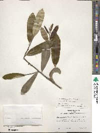 Ilex myrtifolia image