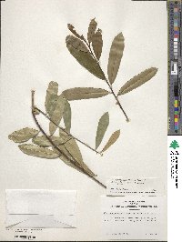 Ilex myrtifolia image