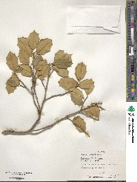 Ilex opaca image