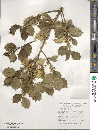 Ilex opaca image