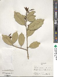 Ilex opaca image