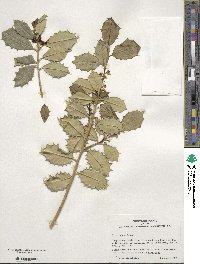 Ilex opaca image