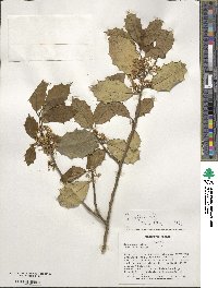 Ilex opaca image