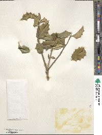 Ilex opaca image