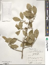 Ilex opaca image