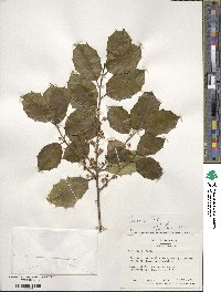 Ilex opaca image