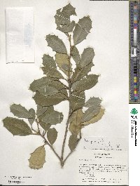 Ilex opaca image