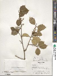 Ilex opaca image