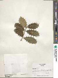 Ilex opaca image