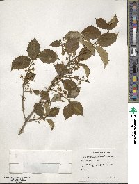 Ilex opaca image