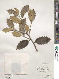 Ilex opaca image