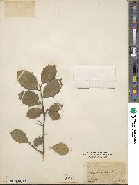 Ilex opaca image