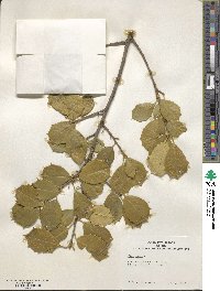 Ilex opaca image