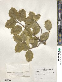 Ilex opaca image