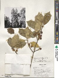 Ilex opaca image