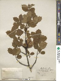 Ilex opaca image