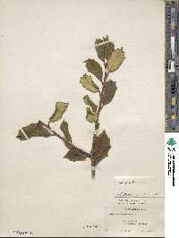 Ilex opaca image