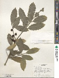 Ilex opaca image