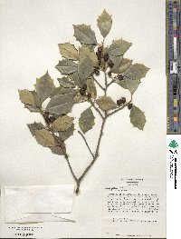 Ilex opaca image