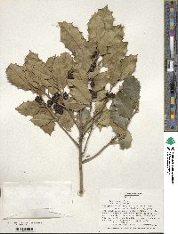 Ilex opaca image