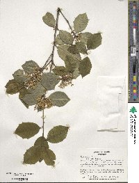 Ilex opaca image